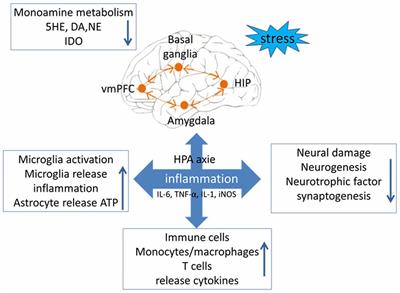 Switching of the Microglial Activation Phenotype Is a Possible Treatment for Depression Disorder